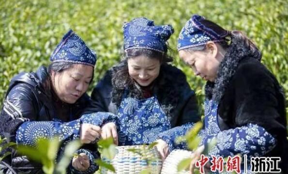 有关于又到早茶飘香时 浙江宁海春茶飘香采摘忙的消息(1)