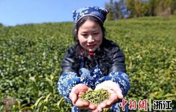 有关于又到早茶飘香时 浙江宁海春茶飘香采摘忙的消息(2)