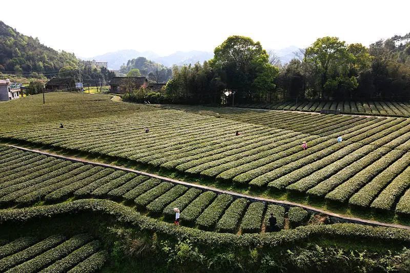 有关于1-2月茶行业资讯汇总的内容(11)