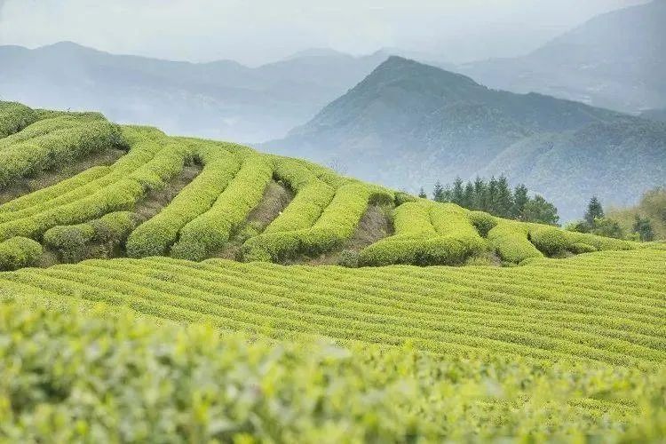 有关于1-2月茶行业资讯汇总的内容(10)