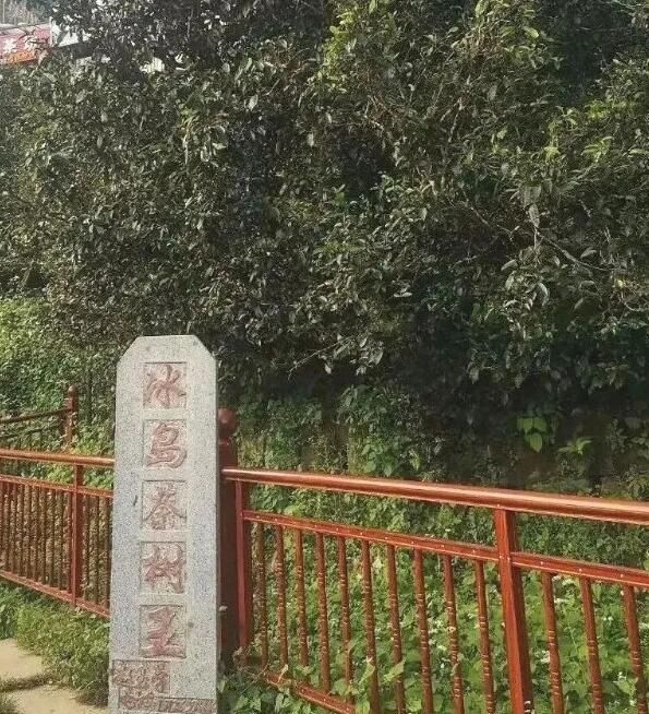 有关于临沧:打造世界闻名的国际茶文化旅游目的地的信息(2)