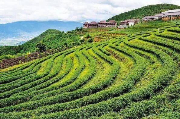 有关于临沧:打造世界闻名的国际茶文化旅游目的地的信息