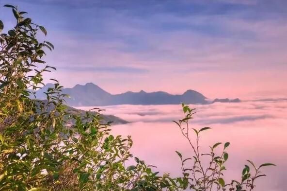 有关于临沧:打造世界闻名的国际茶文化旅游目的地的信息(6)