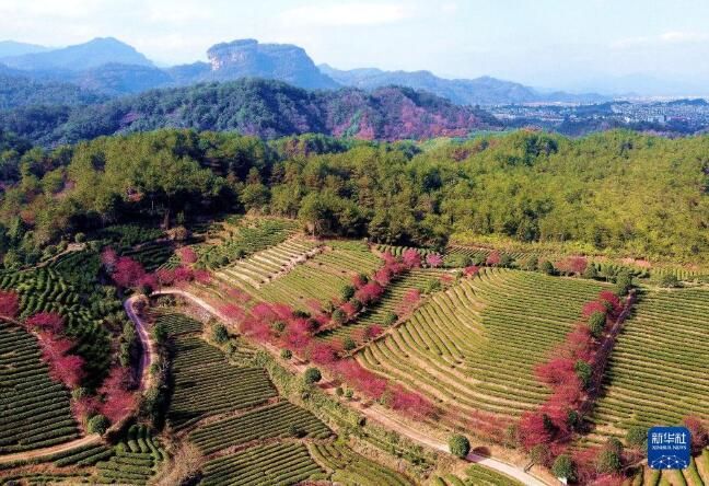 关于福建武夷山：茶园樱花开 不负春光美的新闻(4)