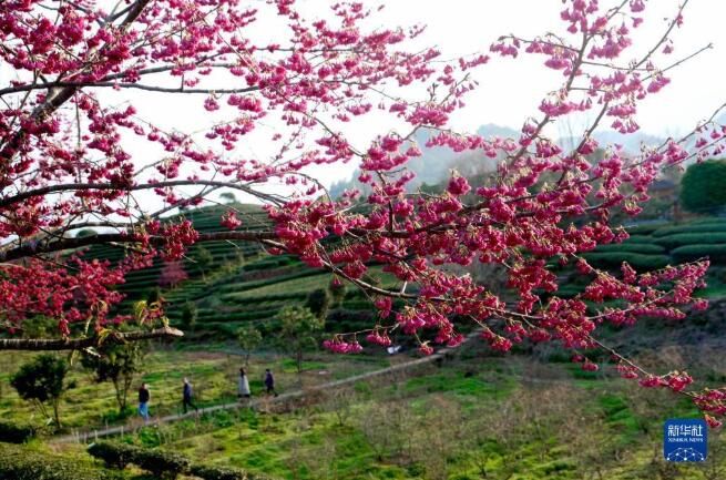 关于福建武夷山：茶园樱花开 不负春光美的新闻(1)