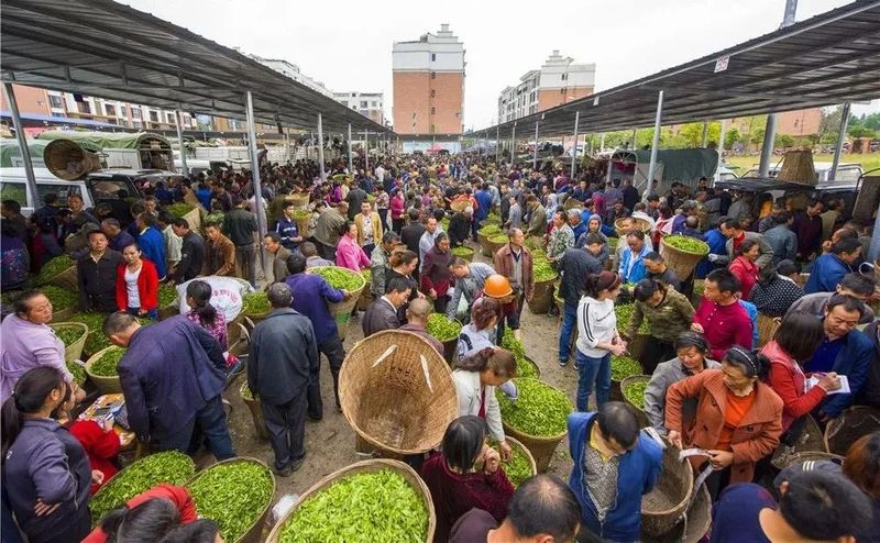 关于2022年蒙顶山茶区:第一背篓茶上市的信息(8)