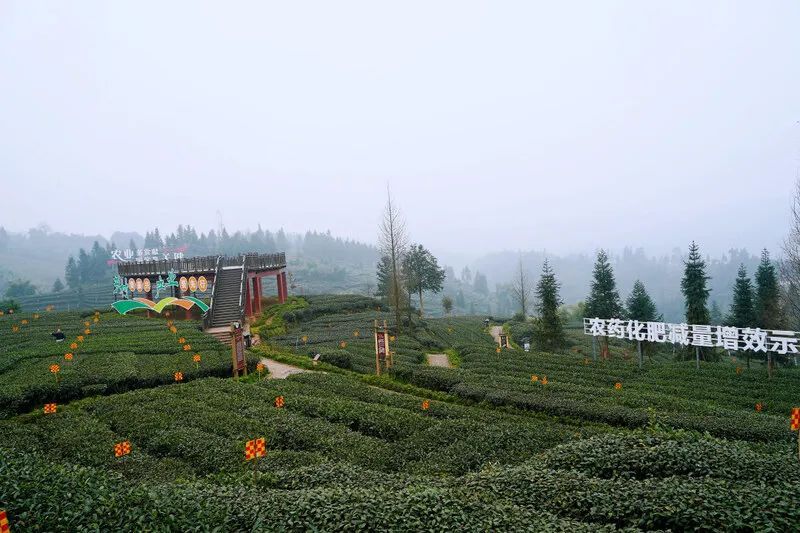 有关于雨城合江村:春茶正飘香 茶农采摘忙的新闻
