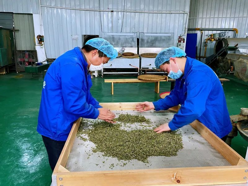 有关于雨城合江村:春茶正飘香 茶农采摘忙的新闻(3)