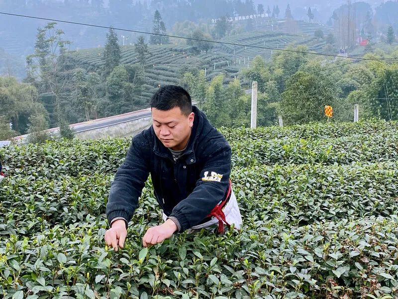 有关于雨城合江村:春茶正飘香 茶农采摘忙的新闻(1)