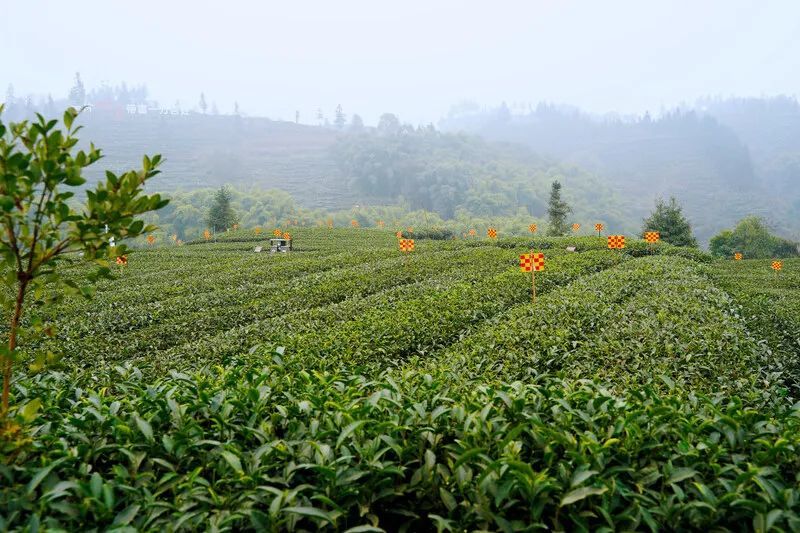 有关于雨城合江村:春茶正飘香 茶农采摘忙的新闻(5)