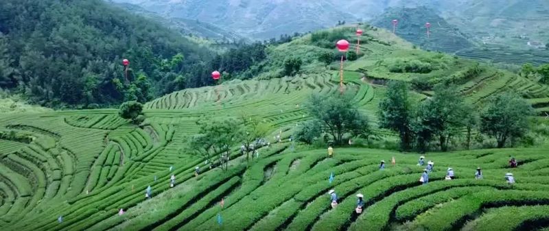 有关于祝贺 “安溪铁观音一号”卫星 发射圆满成功!的最新消息(8)