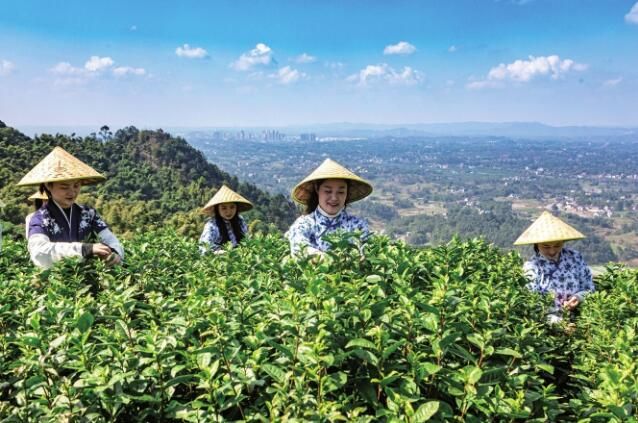 有关于大足区古龙镇:茶山春意浓 春茶采摘忙的最新消息(1)