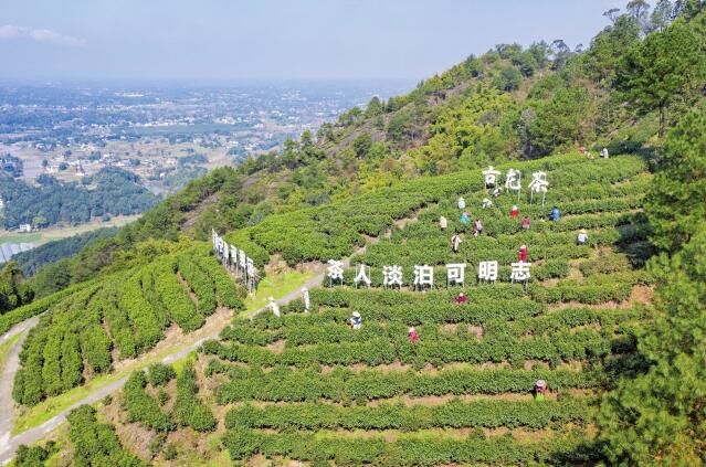 有关于大足区古龙镇:茶山春意浓 春茶采摘忙的最新消息