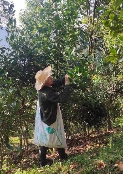 有关于西双版纳基诺山春茶开采了的资讯(1)