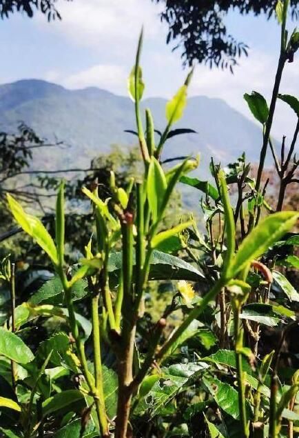 有关于西双版纳基诺山春茶开采了的资讯(2)