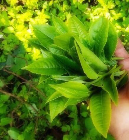 有关于西双版纳基诺山春茶开采了的资讯