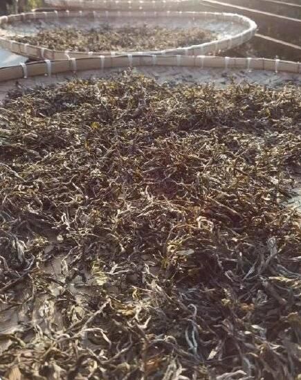 有关于西双版纳基诺山春茶开采了的资讯(5)