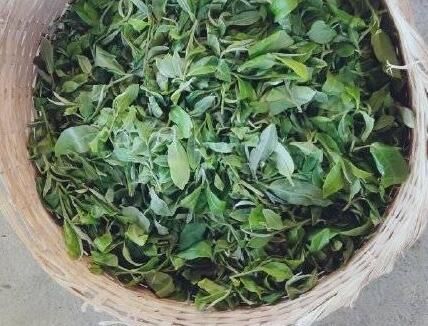 有关于西双版纳基诺山春茶开采了的资讯(3)