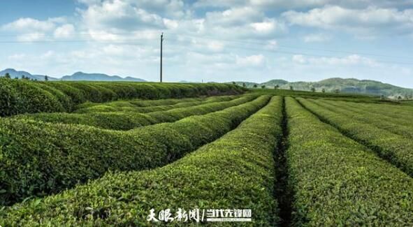 有关于2022年铜仁市茶叶产值将增长至142亿元,是在释放什么信号?的内容