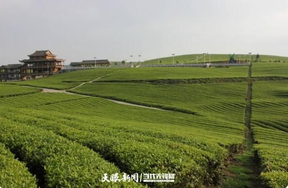 有关于2022年铜仁市茶叶产值将增长至142亿元,是在释放什么信号?的内容(1)