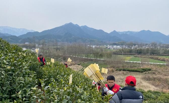 关于安徽黟县：“小黄板”推动茶产业“大发展”的信息(1)