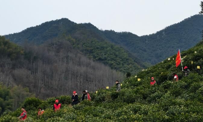 关于安徽黟县：“小黄板”推动茶产业“大发展”的信息