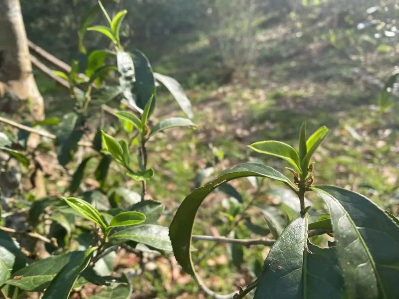 有关于珍贵的茶树在发芽,但是采茶工却“一人难求”的资讯(2)