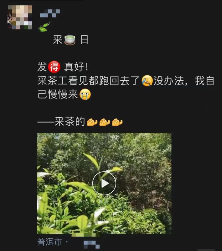 有关于珍贵的茶树在发芽,但是采茶工却“一人难求”的资讯