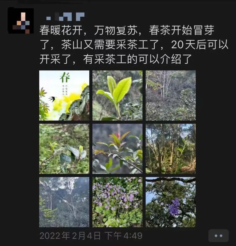 有关于珍贵的茶树在发芽,但是采茶工却“一人难求”的资讯(1)