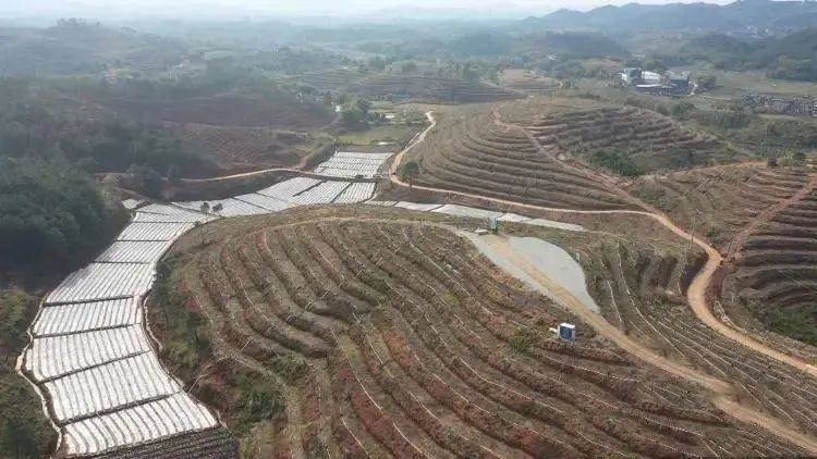 关于藤县抢抓时间种植茶苗 种下六堡茶产业发展新希望的相关内容(2)