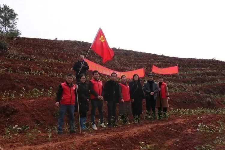 关于藤县抢抓时间种植茶苗 种下六堡茶产业发展新希望的相关内容(1)