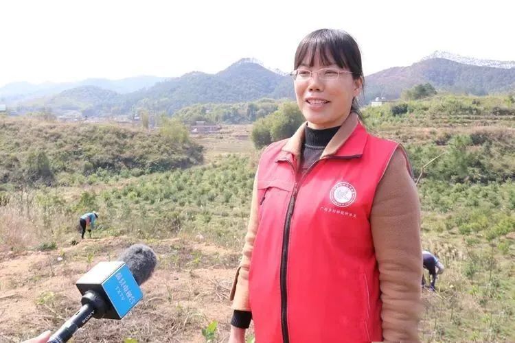 关于藤县抢抓时间种植茶苗 种下六堡茶产业发展新希望的相关内容(3)
