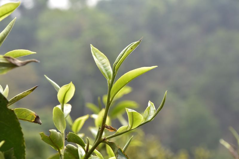 有关于2022年云南各茶山春茶价格 的信息(2)