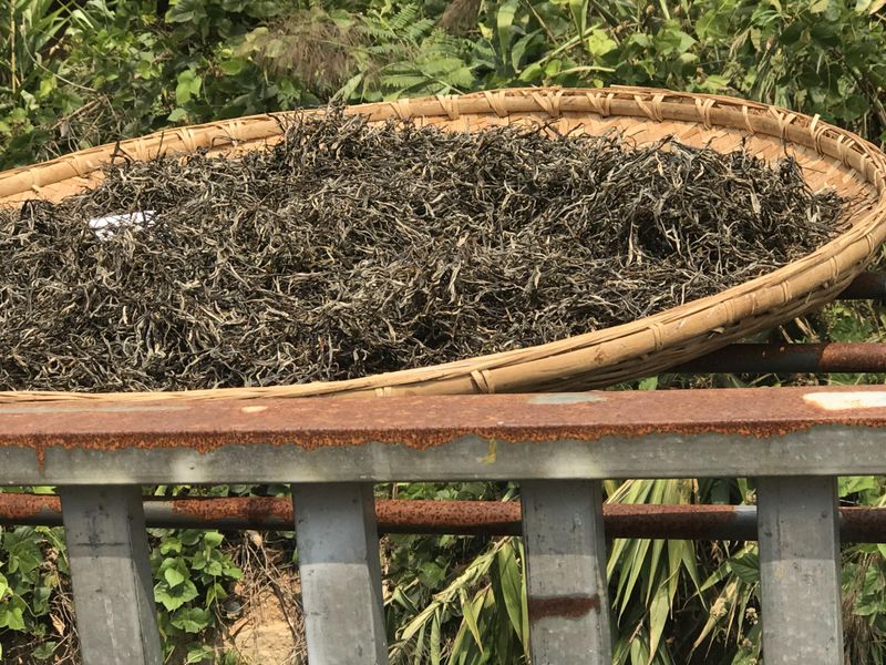有关于2022年云南各茶山春茶价格 的信息(5)