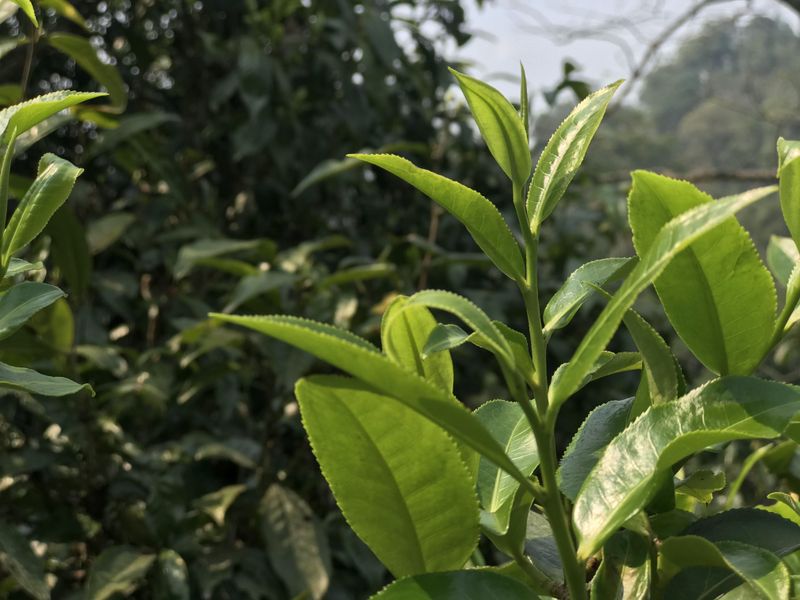 有关于2022年云南二线普洱茶山春茶价格 的消息