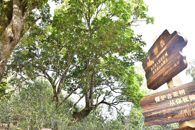 有关于2022年云南一线普洱茶山春茶价格多少钱 的信息