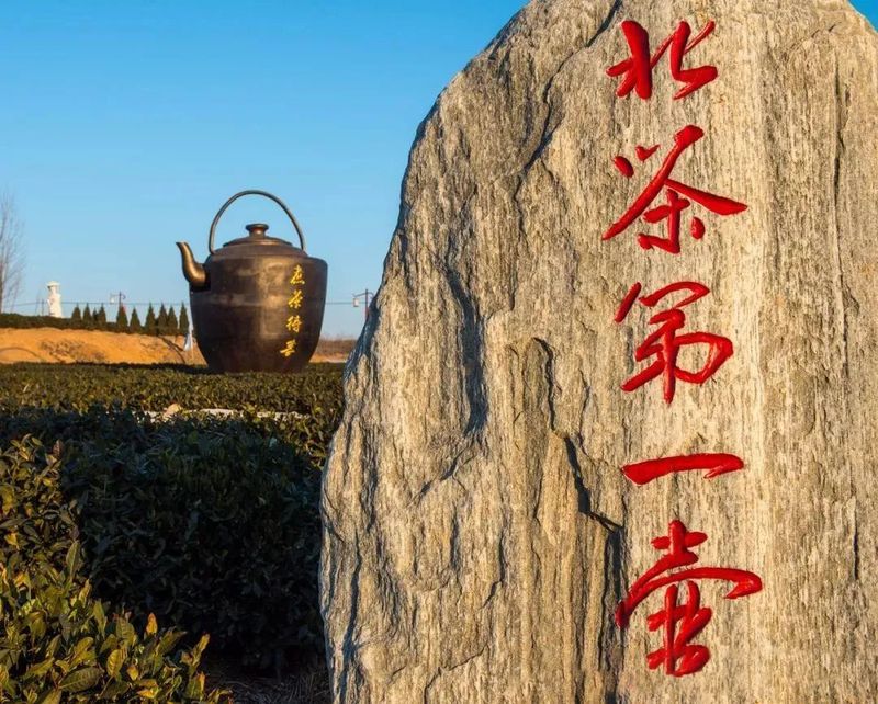 有关于“海青茶”在品牌化道路上做优做强的信息(1)