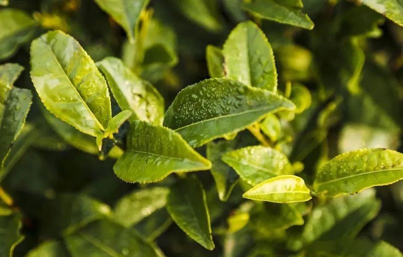 有关于“海青茶”在品牌化道路上做优做强的信息