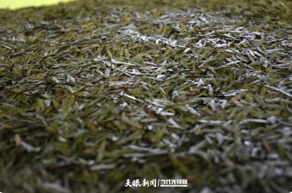 关于贵州兴仁大普村：明前春茶采摘忙的最新消息(5)