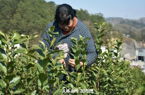 关于贵州兴仁大普村：明前春茶采摘忙的最新消息(2)