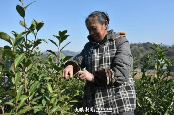 关于贵州兴仁大普村：明前春茶采摘忙的最新消息(3)