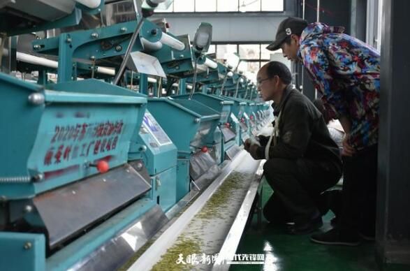 关于贵州兴仁大普村：明前春茶采摘忙的最新消息(6)