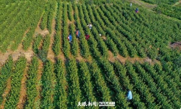 关于贵州兴仁大普村：明前春茶采摘忙的最新消息