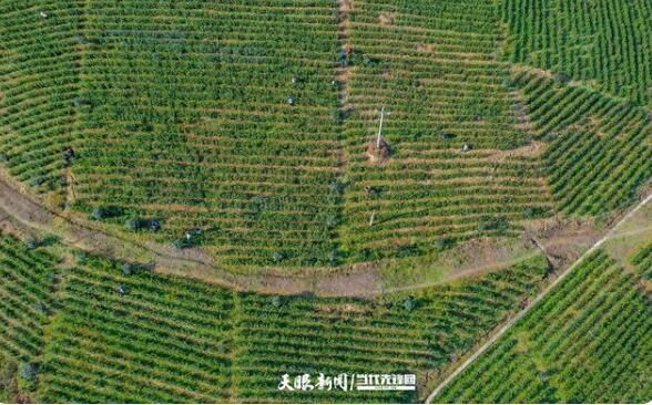 关于贵州兴仁大普村：明前春茶采摘忙的最新消息(1)