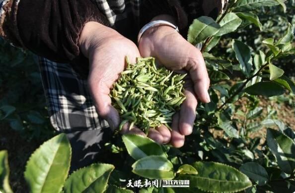 关于贵州兴仁大普村：明前春茶采摘忙的最新消息(4)