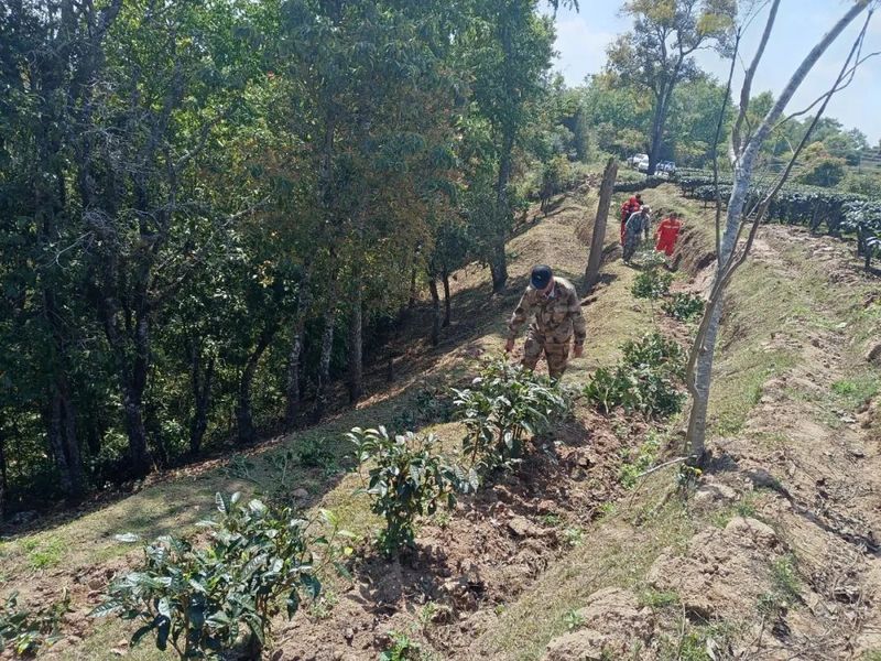 有关于倚象镇继续深入推进严厉整治毁林种茶等破坏森林资源违法行为专项行动的内容