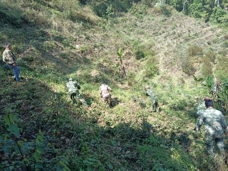 有关于倚象镇继续深入推进严厉整治毁林种茶等破坏森林资源违法行为专项行动的内容(2)
