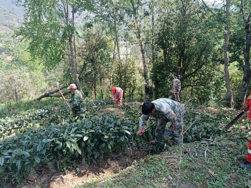 有关于倚象镇继续深入推进严厉整治毁林种茶等破坏森林资源违法行为专项行动的内容(1)