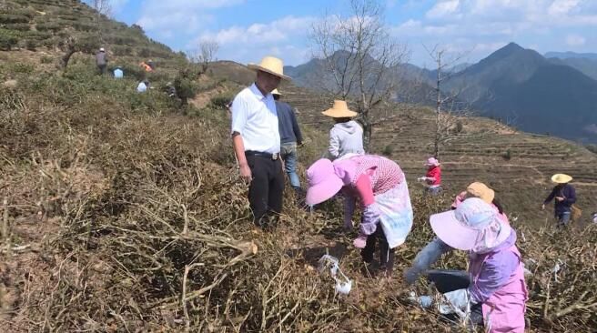 有关于绿春县大水沟乡沏出高质量发展“茶道”的相关内容(1)