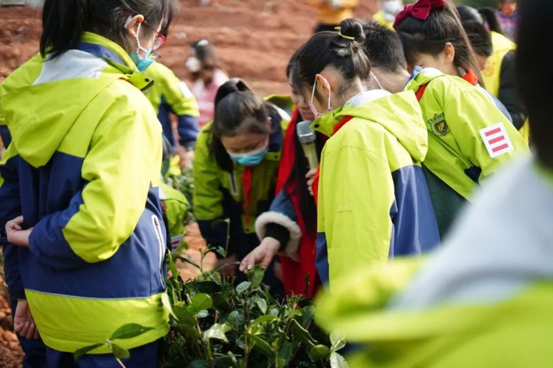 有关于共建共享茶园 助力乡村振兴——茶文化公园蒙顶山茶园植茶仪式今日成功举行的最新消息(7)